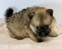 Lola, a female Pomeranian for sale in Northport, AL – 3 of 4