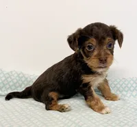 Grady, a male Yorkipoo for sale in Northport, AL – 1 of 3