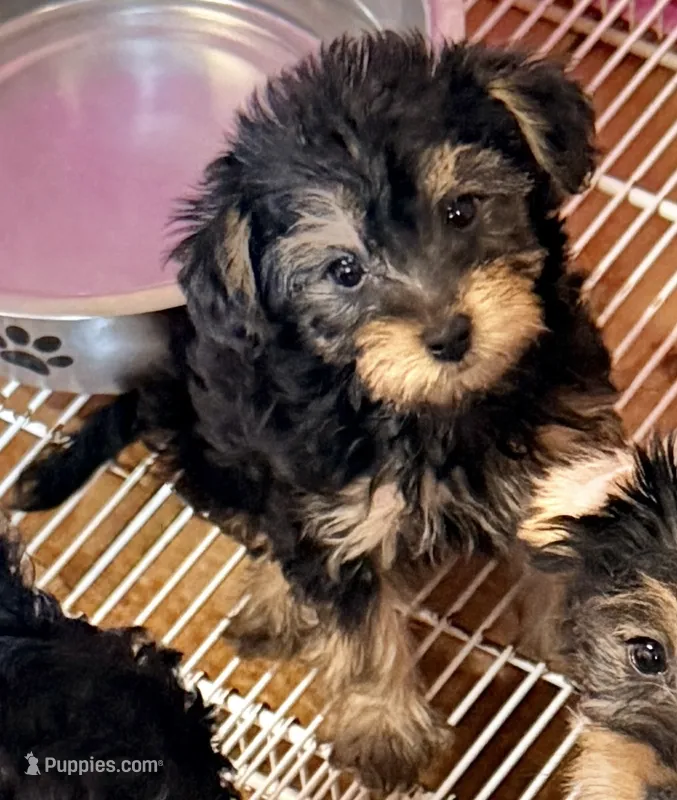 Sasha – Yorkipoo puppy for sale in Northport, AL