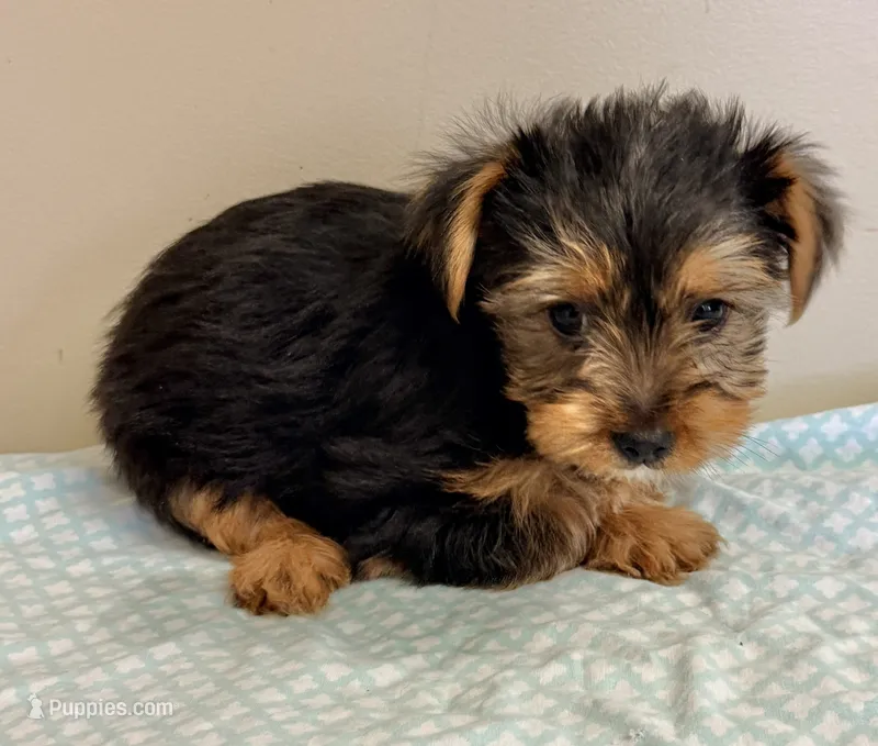 Beau – Yorkshire Terrier puppy for sale in Northport, AL