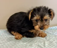 Beau, a male Yorkshire Terrier for sale in Northport, AL – 1 of 3