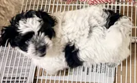 Blake, a male Shihpoo for sale in Northport, AL – 2 of 3