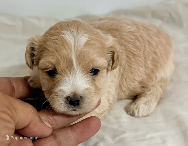 Gavin – Maltipoo puppy for sale in Northport, AL