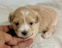 Gavin, a male Maltipoo for sale in Northport, AL – 1 of 3