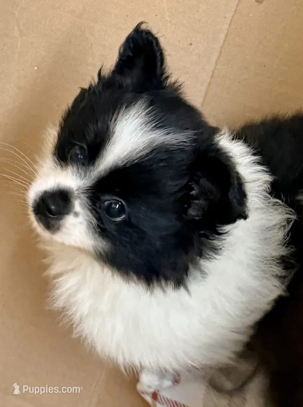 Cookie – Pomchi puppy for sale in Northport, AL