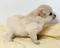 Delilah, a female Pomchi for sale in Northport, AL – 3 of 4
