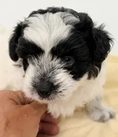 Jackson, a male Shihpoo for sale in Northport, AL – 5 of 6