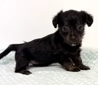 Calie, a female Yorkipoo for sale in Northport, AL – 4 of 4