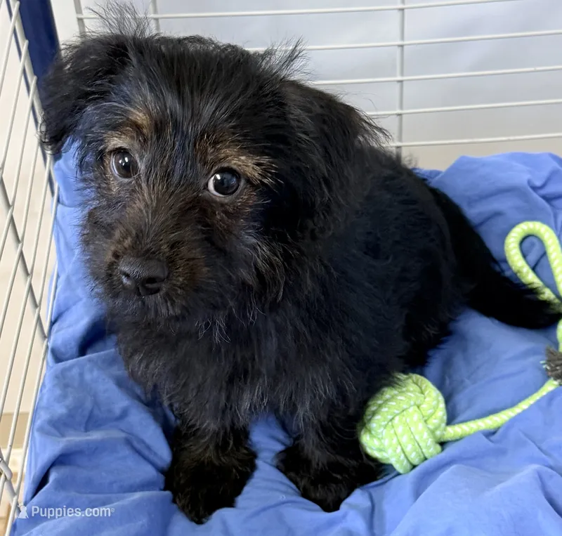 Lexie – Yorkipoo puppy for sale in Northport, AL