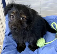 Lexie, a female Yorkipoo for sale in Northport, AL – 1 of 4