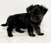 Coco, a female Yorkipoo for sale in Northport, AL – 2 of 3
