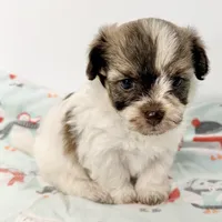 Benny, a male Mal Shi for sale in Northport, AL – 3 of 3