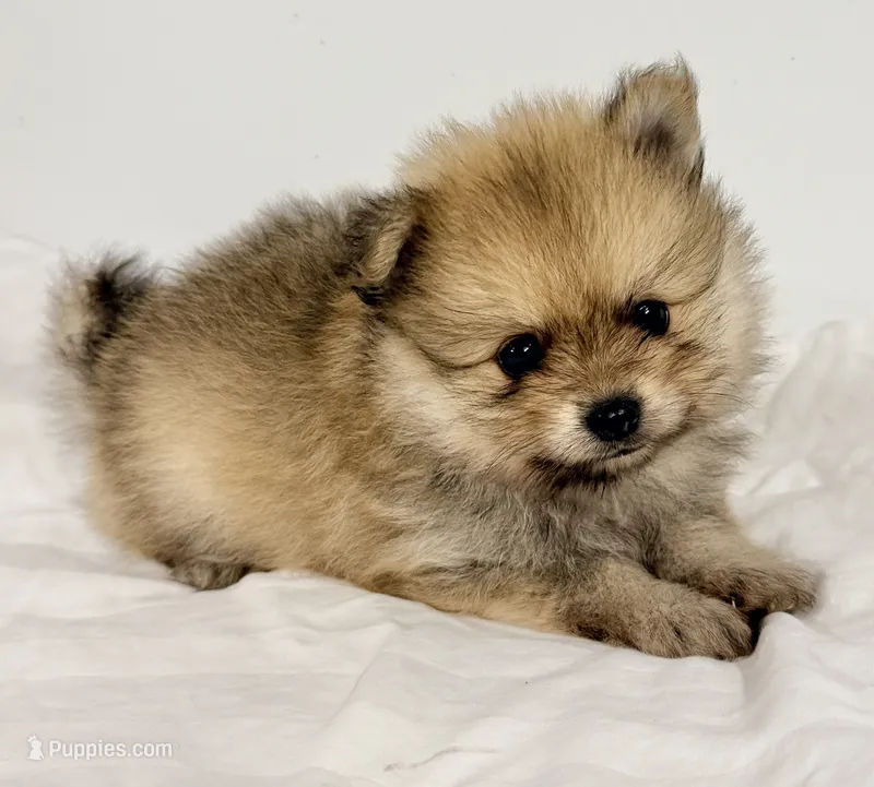 Bama – Pomeranian puppy for sale in Northport, AL