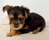 Sadie, a female Yorkshire Terrier for sale in Northport, AL – 2 of 3