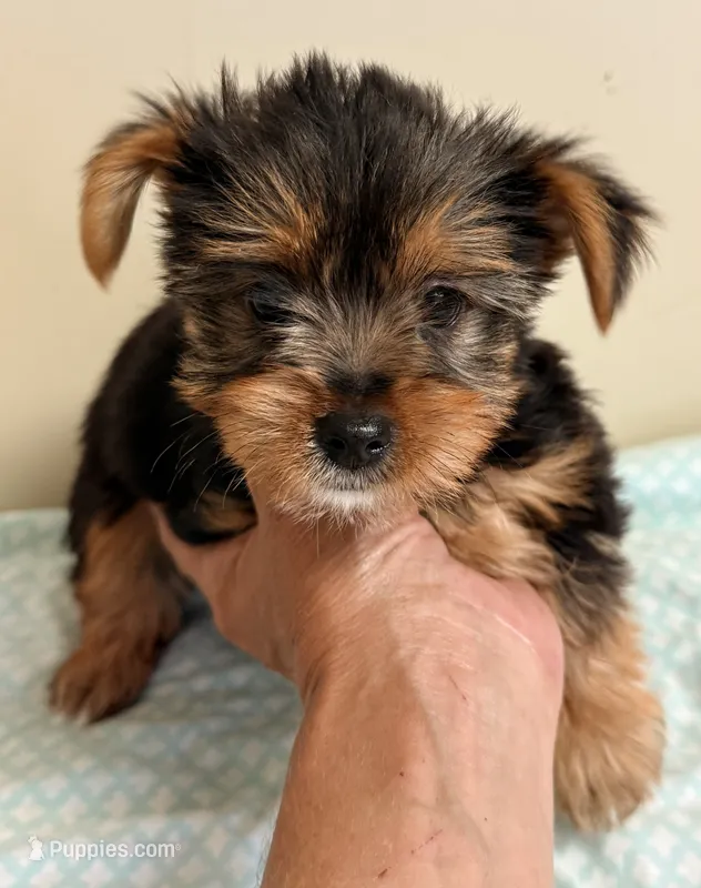 Sadie – Yorkshire Terrier puppy for sale in Northport, AL