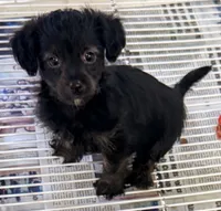 Callie, a female Yorkipoo for sale in Northport, AL – 3 of 4