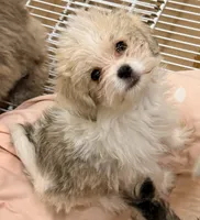 Trixie, a female Maltipom for sale in Northport, AL – 2 of 4