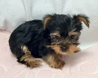 Weston, a male Yorkshire Terrier for sale in Northport, AL – 2 of 2