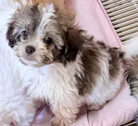 Travis, a male Mal Shi for sale in Northport, AL – 2 of 6