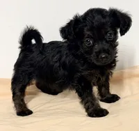 Delta, a female Yorkipoo for sale in Northport, AL – 3 of 3