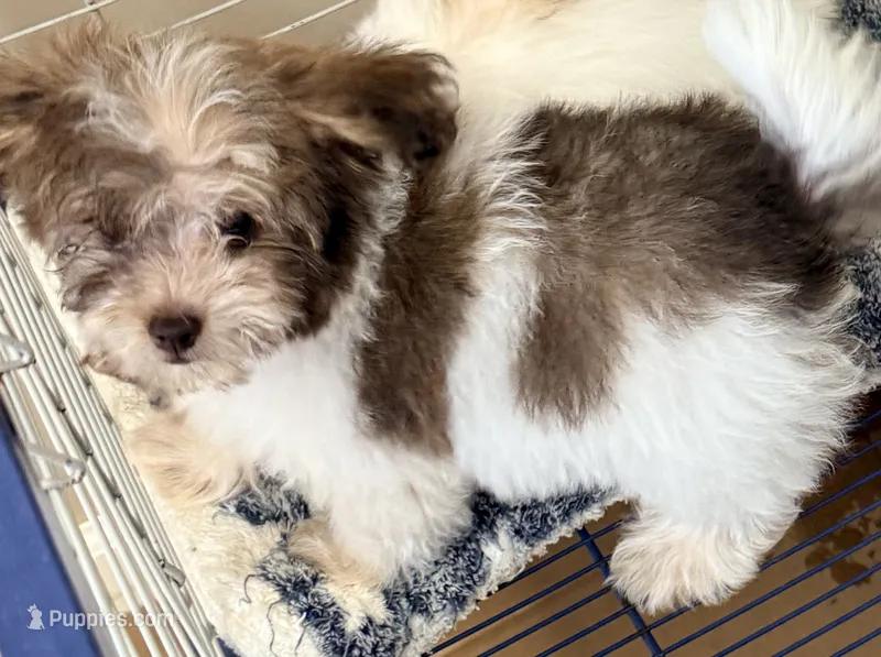 Travis – Maltese, Shih Tzu puppy for sale in Northport, AL