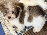 Travis, a male Maltese and Shih Tzu for sale in Northport, AL – 5 of 5