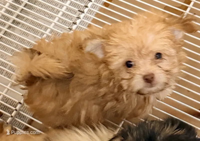 Luke – Pomapoo puppy for sale in Northport, AL