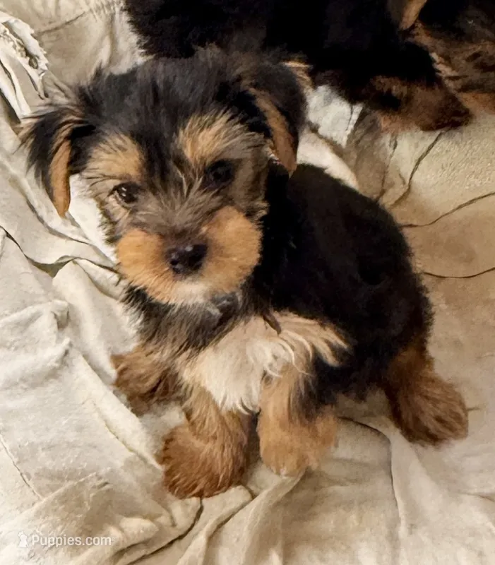 Carson – Yorkshire Terrier puppy for sale in Northport, AL
