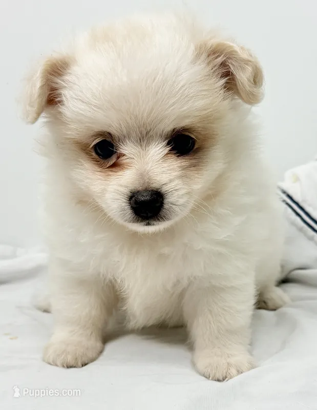 Dolly – Maltese, Pomeranian puppy for sale in Northport, AL