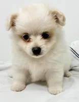 Dolly, a female Maltese and Pomeranian for sale in Northport, AL – 1 of 3