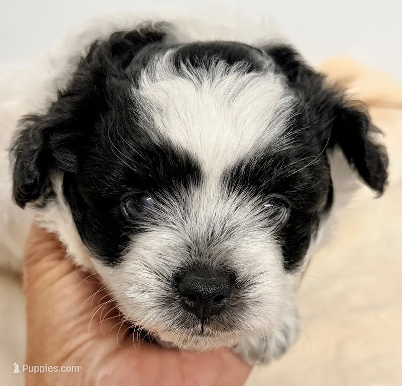 Samson – Shihpoo puppy for sale in Northport, AL