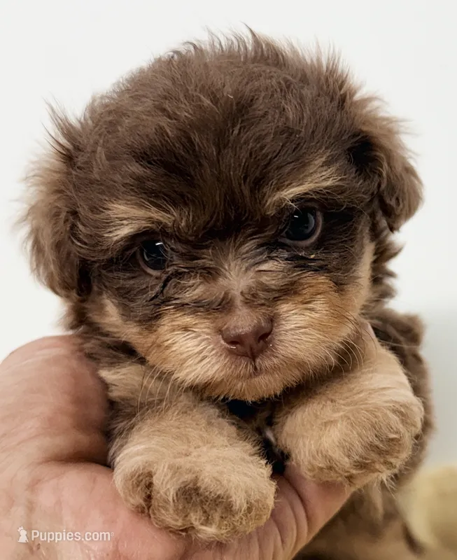 Dixie – Pomapoo puppy for sale in Northport, AL
