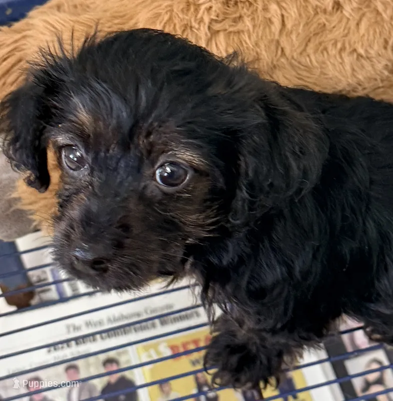 Marley – Yorkipoo puppy for sale in Northport, AL
