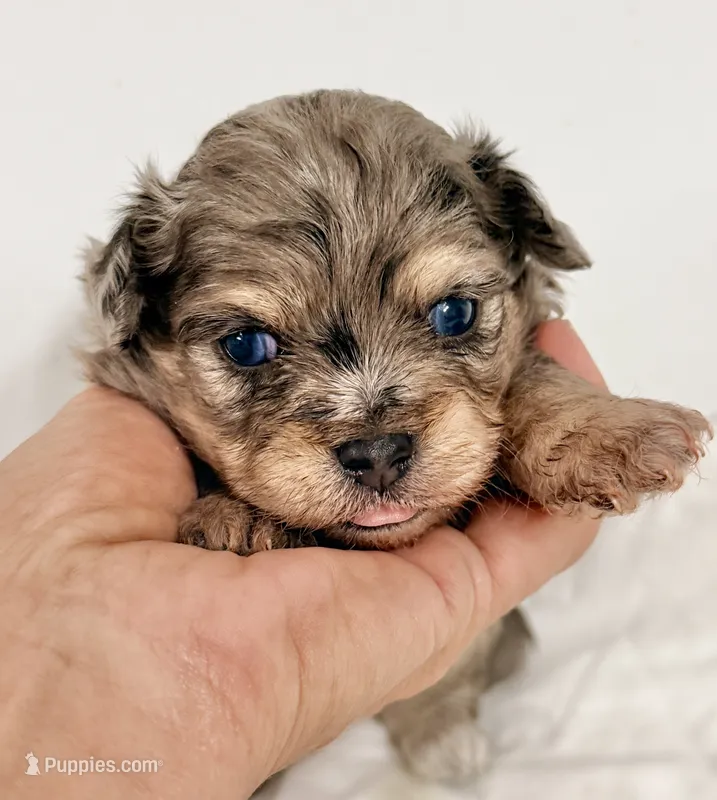 Parker – Shiranian puppy for sale in Northport, AL