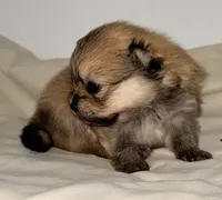 Trevor, a male Pomeranian for sale in Northport, AL – 3 of 3