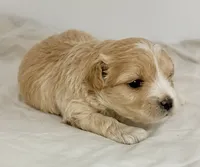 Gavin, a male Maltipoo for sale in Northport, AL – 3 of 3
