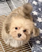 Brody, a male Maltipom for sale in Northport, AL – 4 of 4