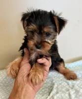 Beau, a male Yorkshire Terrier for sale in Northport, AL – 3 of 3