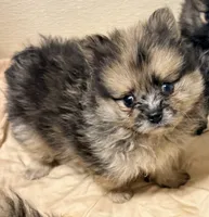 Dakota, a male Pomeranian for sale in Northport, AL – 2 of 6
