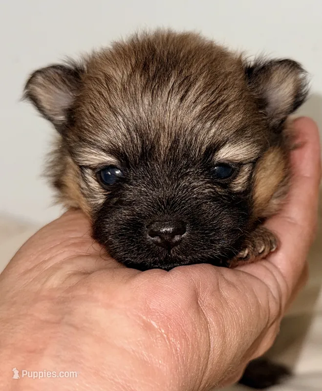 Chloe – Pomeranian puppy for sale in Northport, AL