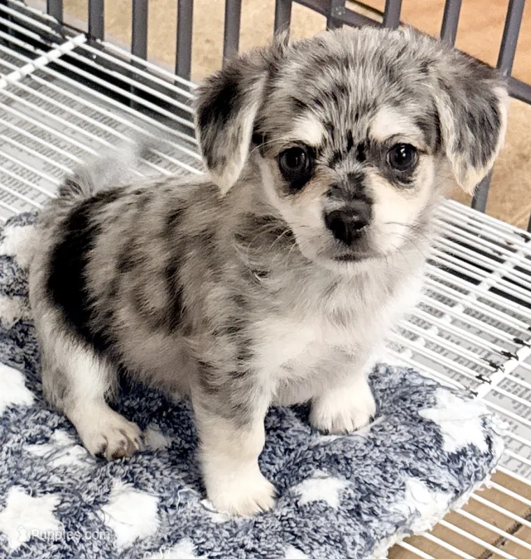 Morgan – Maltipom puppy for sale in Northport, AL