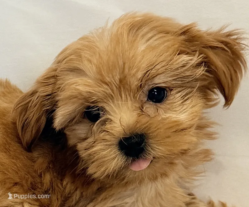 Maggie – Morkie puppy for sale in Northport, AL