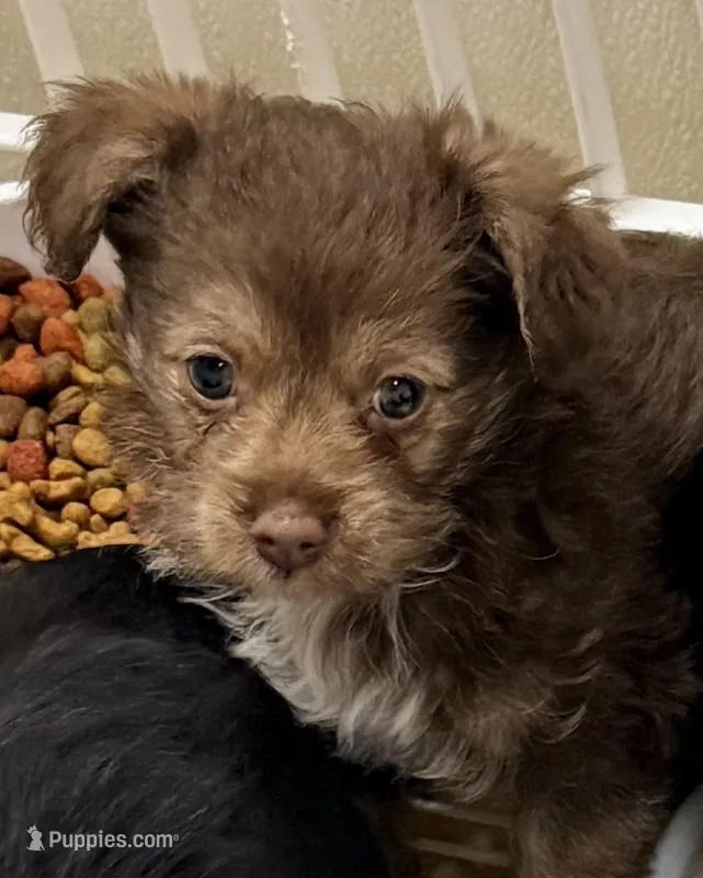 Lacie – Yorkipoo puppy for sale in Northport, AL