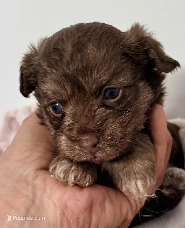 Lacie – Yorkipoo puppy for sale in Northport, AL