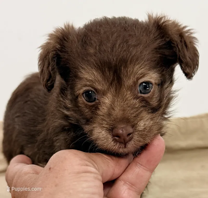 Lacie – Yorkipoo puppy for sale in Northport, AL
