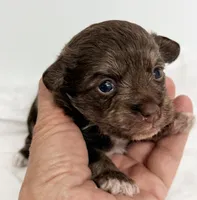 Carly, a female Yorkipoo for sale in Northport, AL – Photo 2 of 4