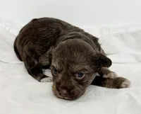 Carly, a female Yorkipoo for sale in Northport, AL – Photo 3 of 4