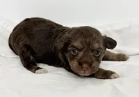 Carly, a female Yorkipoo for sale in Northport, AL – Photo 4 of 4