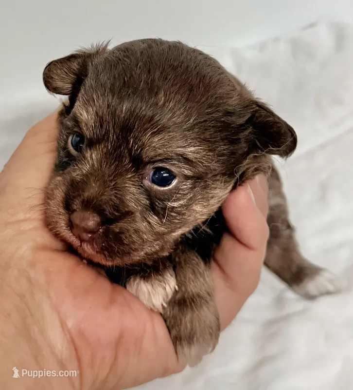 Carly – Yorkipoo puppy for sale in Northport, AL