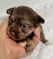 Carly, a female Yorkipoo for sale in Northport, AL – Photo 1 of 4